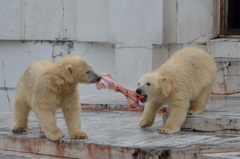 円山動物園のホッキョクグマの兄弟