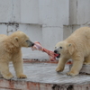 円山動物園のホッキョクグマの兄弟