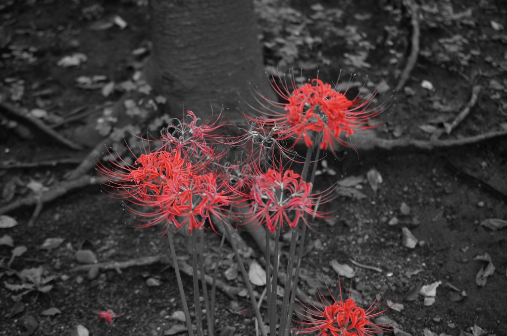 DSC00156