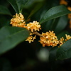 DSC00204