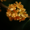 DSC00205