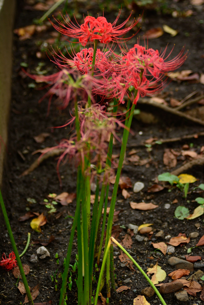 DSC_1807