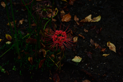 DSC_1908