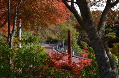 奥多摩周遊道路都民の森