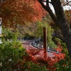 奥多摩周遊道路都民の森