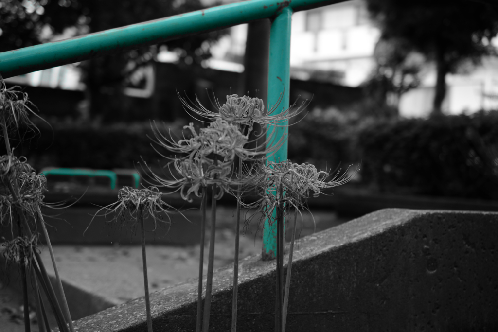 DSC_1852