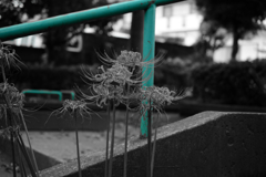 DSC_1852
