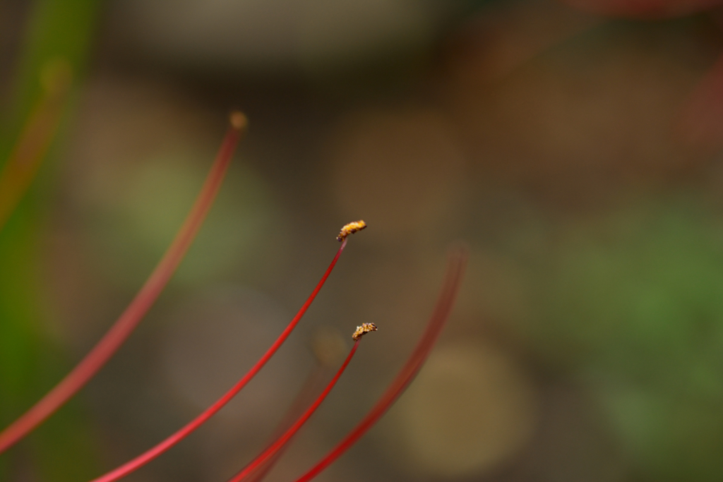 DSC_1833