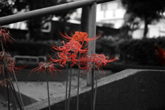 DSC_1853