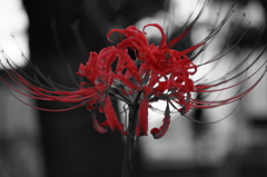 DSC00154