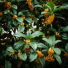DSC00208