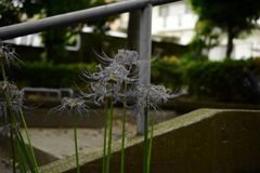 DSC_1854