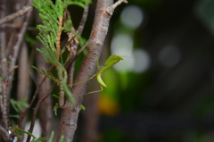 DSC_1938