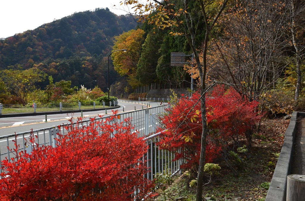 奥多摩周遊道路都民の森