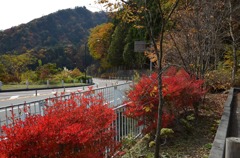 奥多摩周遊道路都民の森
