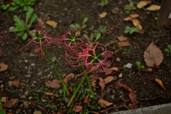 DSC_1838