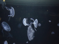 R0011500