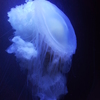 R0011508