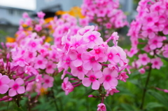 R0003381