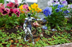 秘密の花園