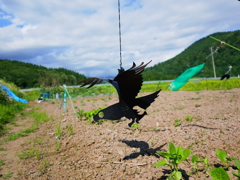 カラス？