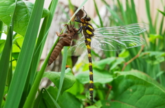 R0003219