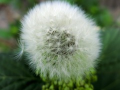 たんぽぽ