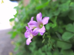 クローバーの花