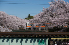 各務原桜と電車3 