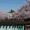 各務原桜と電車3 