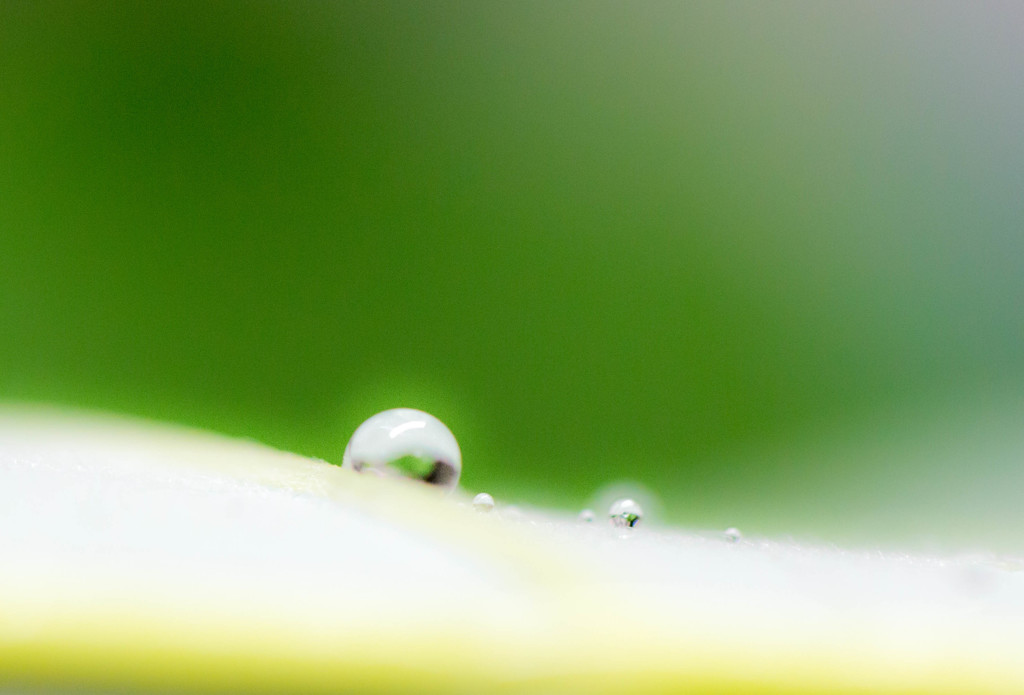 朴の葉水玉