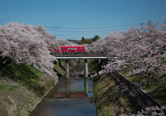 各務原桜と電車1