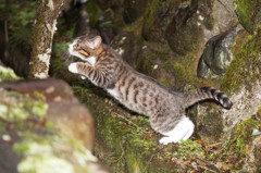 雨の日でも元気な猫さん