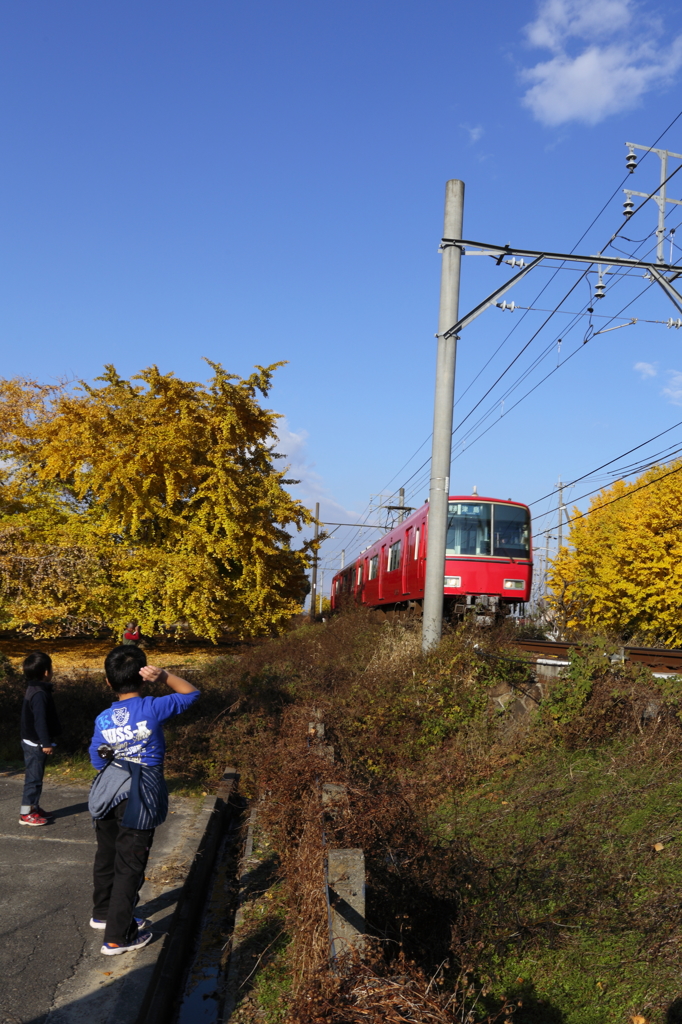 銀杏と電車