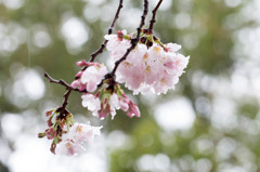 鶴舞公園桜