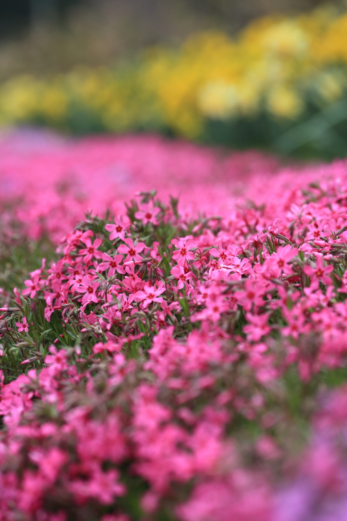 芝桜