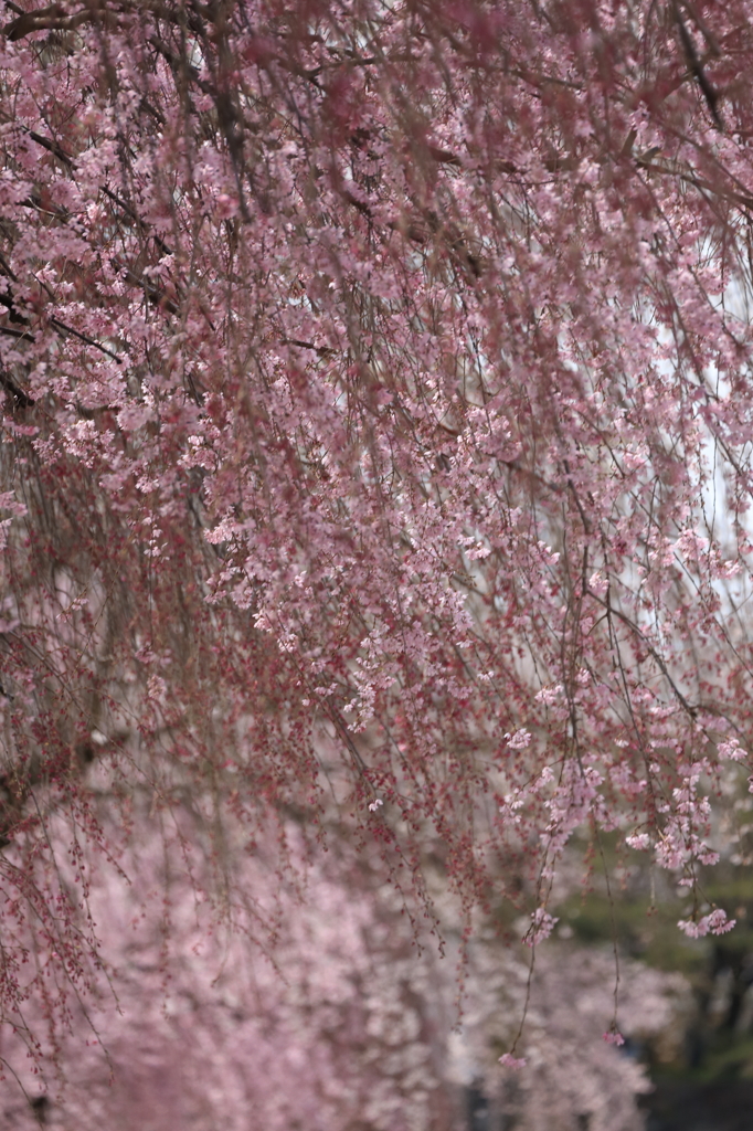 枝垂桜