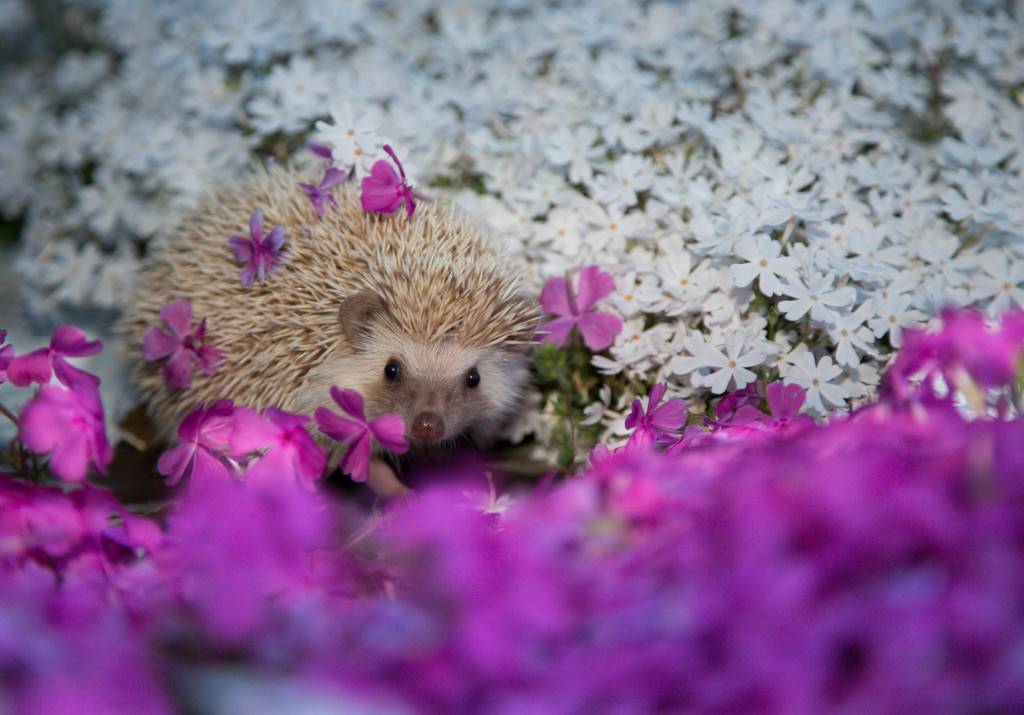 芝桜とシナモン