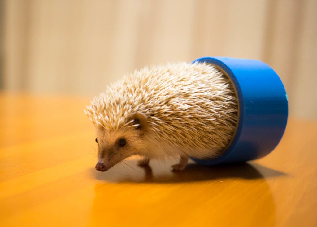 輪くぐりシナモン2