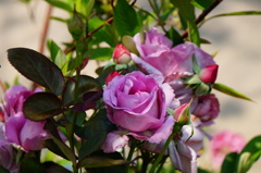 DSC00318