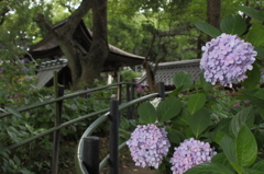 裏の神社の紫陽花、まだまだこれから…