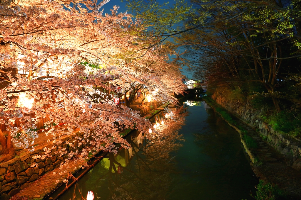 桜2