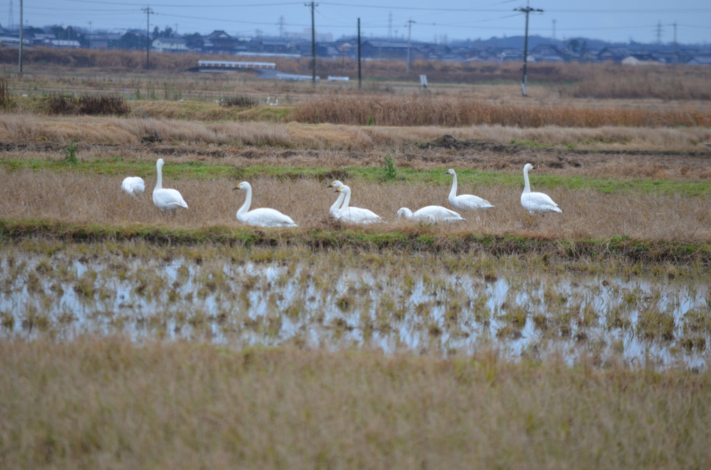 白鳥の水田