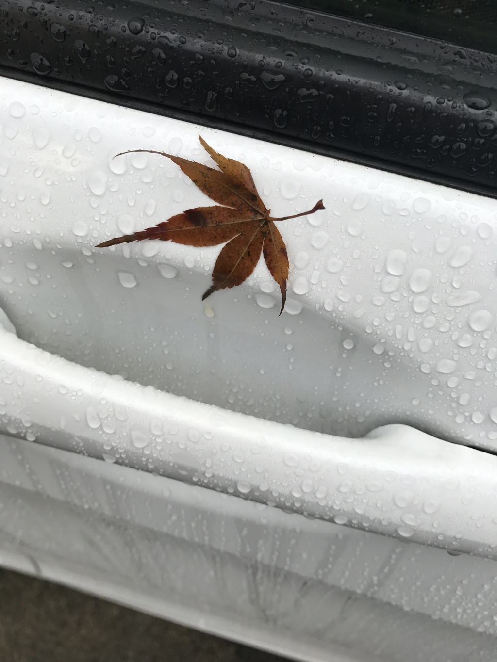 濡れ落ち葉