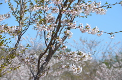 能登の山桜