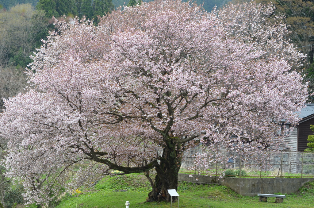 手弱女桜