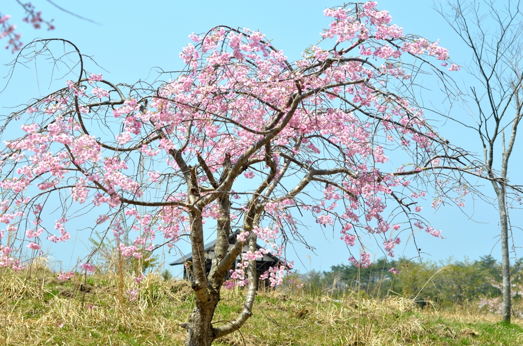 朝日ににおう山桜