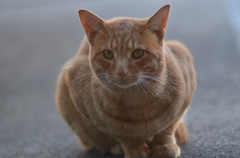 今日のニャー太郎