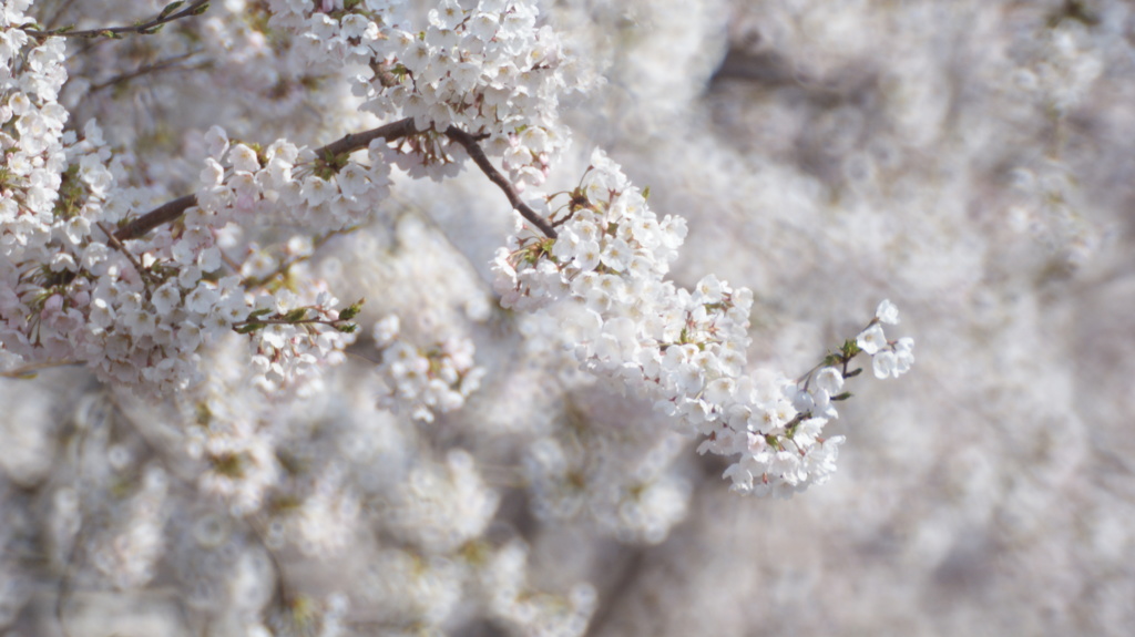 残る桜も