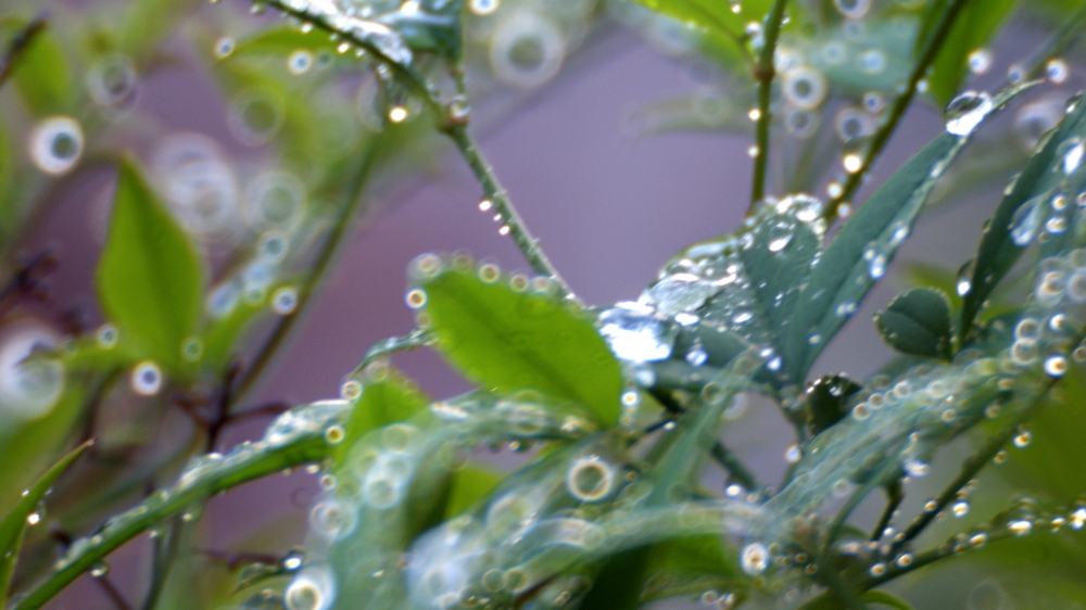 雨上がりの朝2